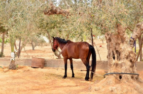  Ranch Tanit Djerba  Мидоун